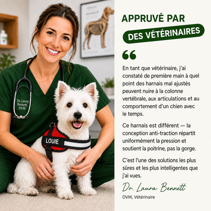 Harnais Pour Chien Personnalisé