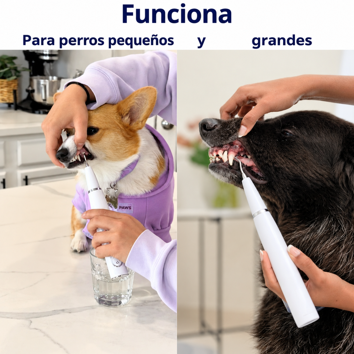 Kit Goldoris - Eliminador Ultrasónico Silencioso De Placa Y Sarro Para Perros