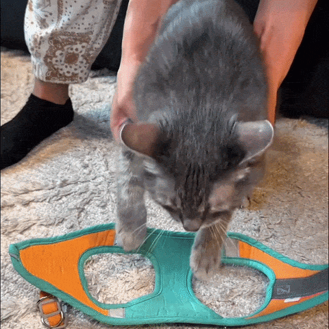 ESCAPE-PROOF CAT HARNESS + LEASH