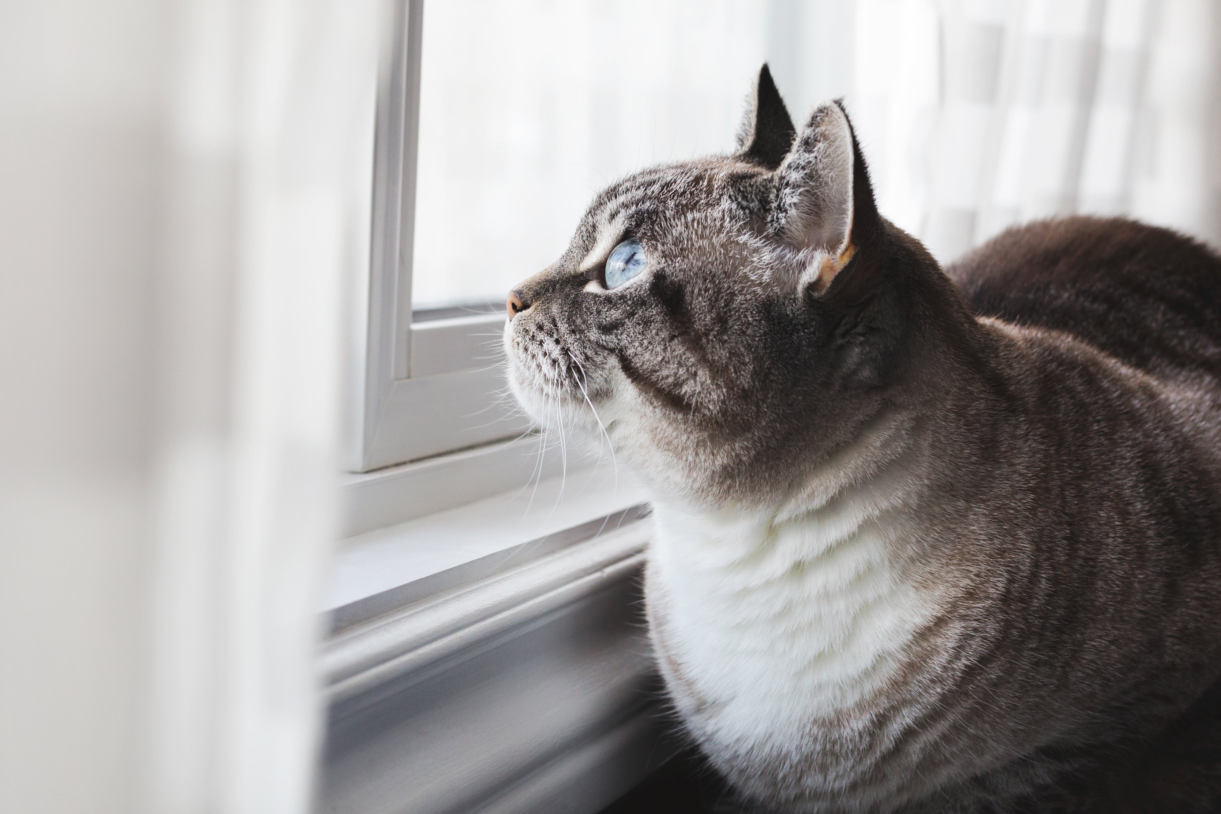 files/blue-eyed-cat-daydreams.jpg